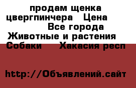 продам щенка цвергпинчера › Цена ­ 15 000 - Все города Животные и растения » Собаки   . Хакасия респ.